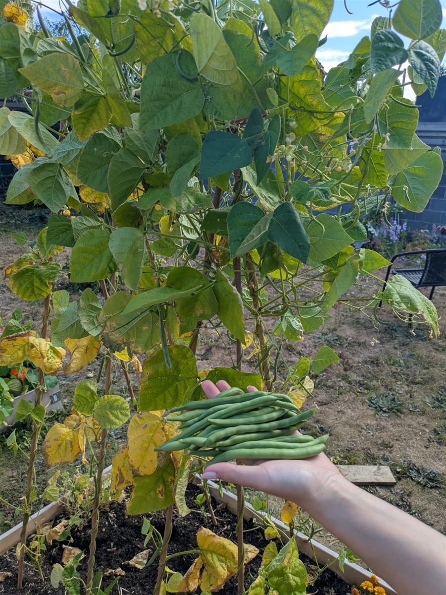 Climbing French beans held in front of the plants
