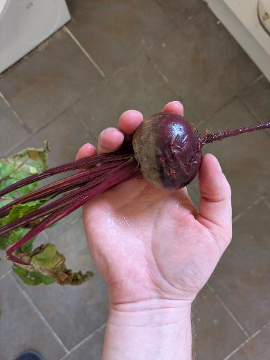 Freshly harvested Detroit 2 beetroot held by its stems
