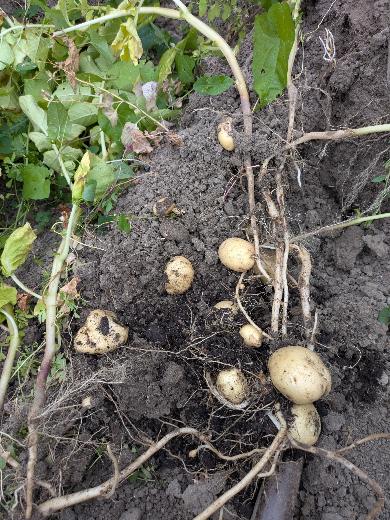 Freshly dug Sharpes Express potatoes in the garden soil on 2 August 2026