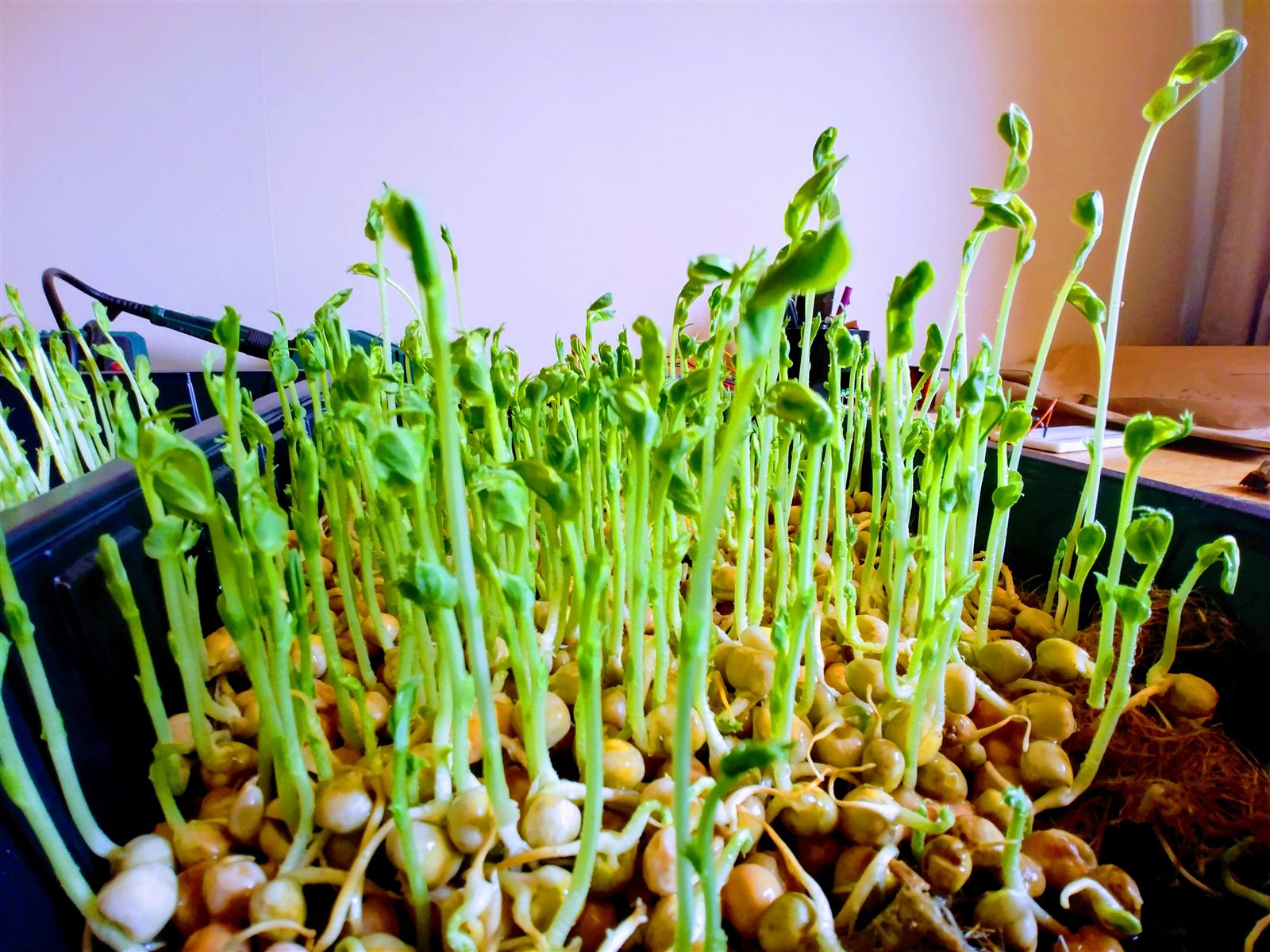 Tray of young pea shoots growing indoors under artificial light