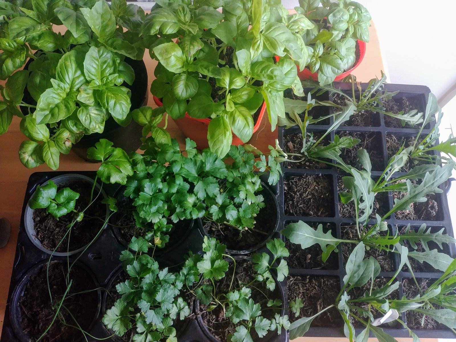 Herbs growing on in pots indoors