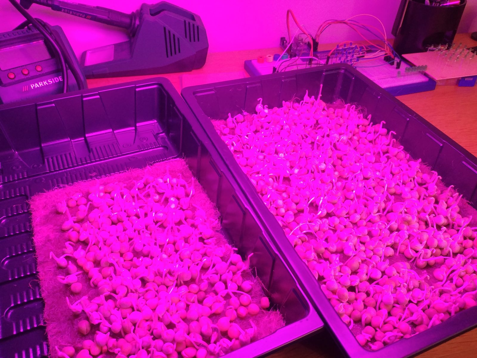 Trays of microgreens under a red and blue grow light